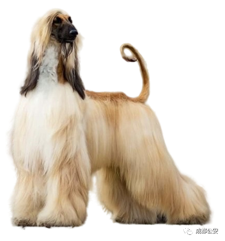 大白熊犬(比利牛斯山犬)greatpyrenees27. 拳师犬boxer28.