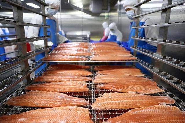 　　 12月1日，在鳟贵鲜食科技有限公司加工车间，工作人员将三文鱼摆上架子等待后续处理。记者石磊摄