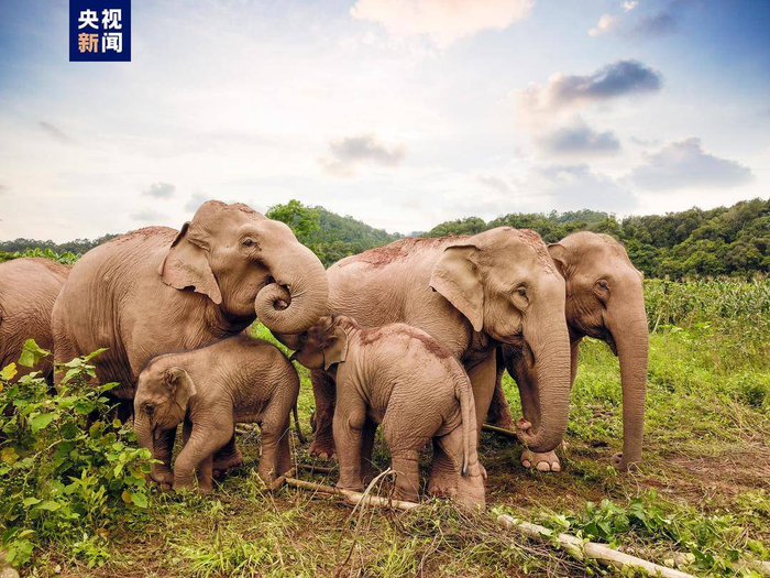 云南出台五项亚洲象保护地方标准