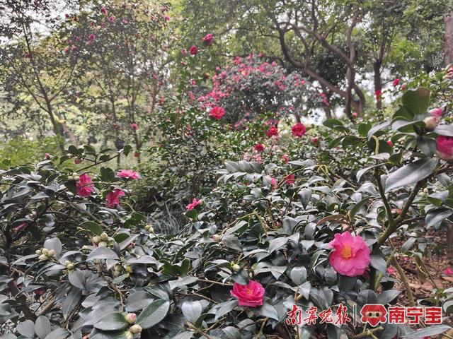 茶梅绽放 通讯员 冼润玲 摄