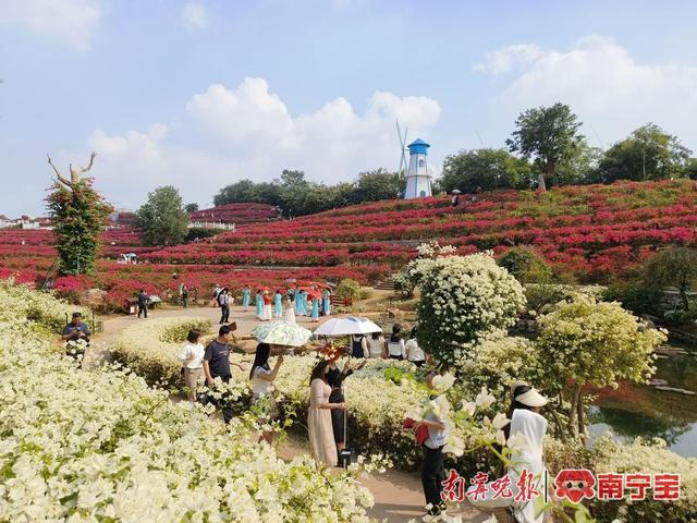南宁绿意盎然，繁花似锦，游客赏花拍照 （ 资料图）