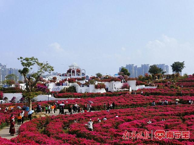青秀山叶子花园，吸引众多游客前来拍照赏花 （资料图）