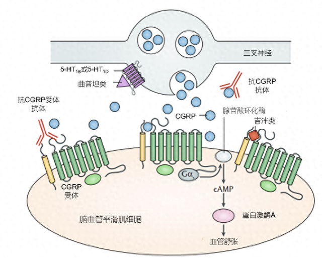 CGRP治疗靶点示意图【8】。本文作者供图