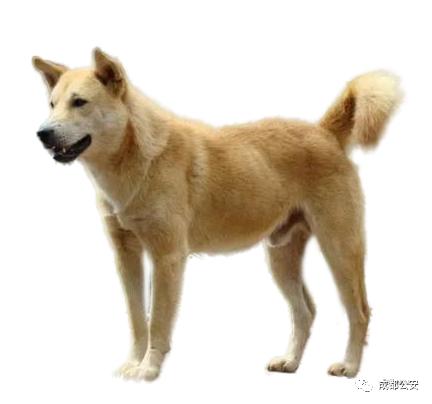 郑州市禁养犬只图例图片