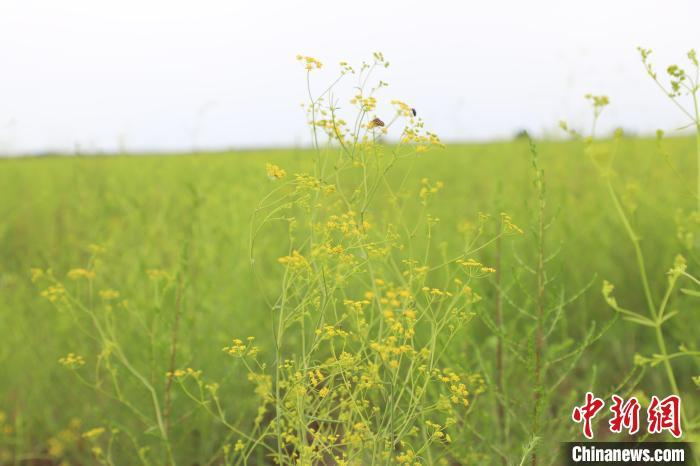 资料图：柴胡花开。曾令刚 摄