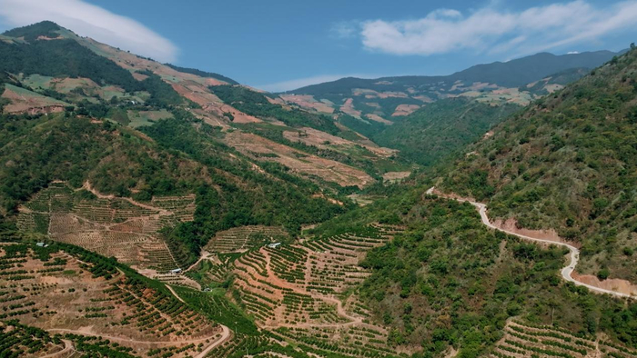 ▲云南玉溪新平县漫山遍野的冰糖橙林