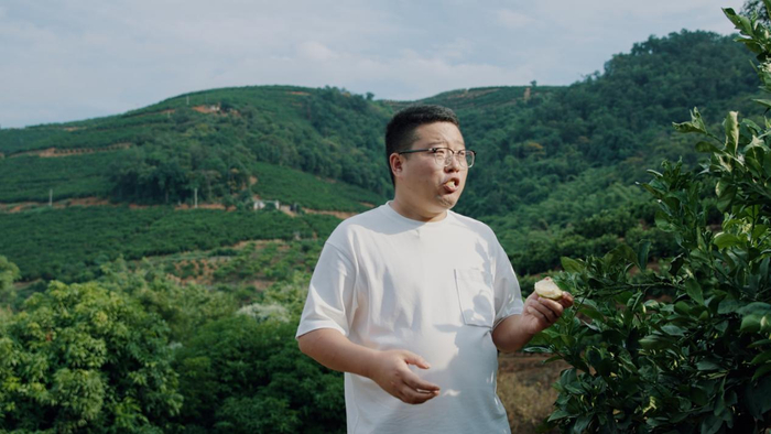 ▲余现伟在果园里挑选冰糖橙