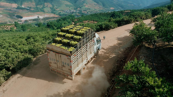 ▲冰糖橙运输车