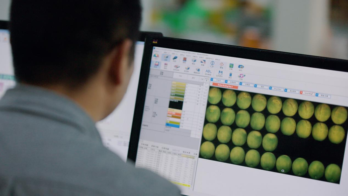 ▲加工厂厂长饶愿恒正在查看冰糖橙的检测数据