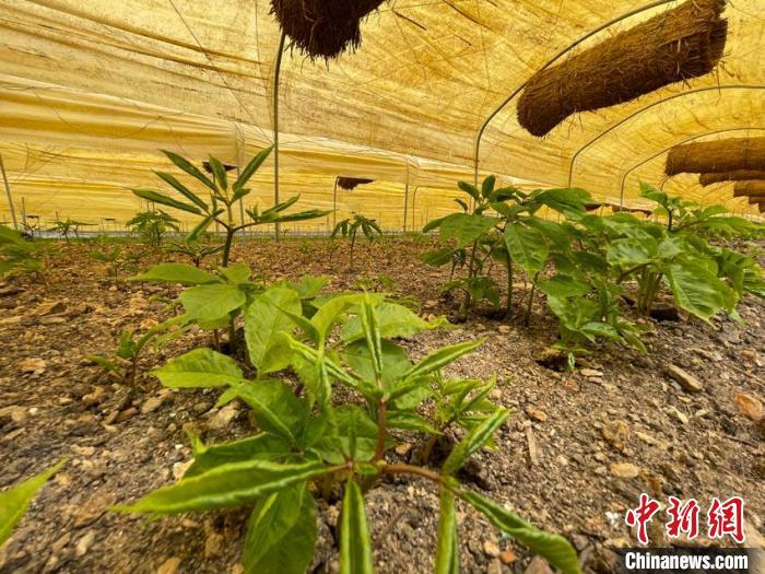 资料图：西洋参在“隔热棚”里生长。苍雁 摄