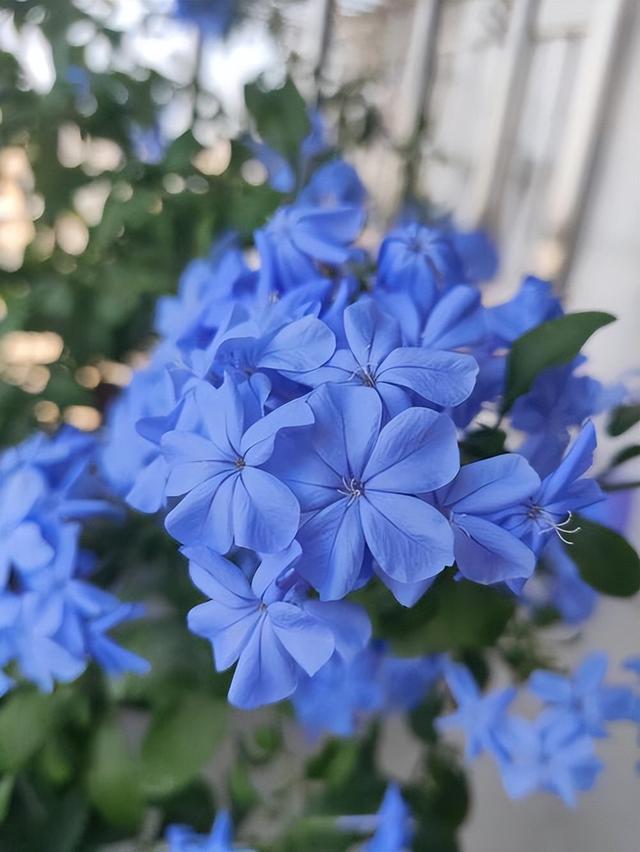 養不好月季花的也可以試試養一盆藍雪花,不怕暴曬不怕炎熱,也不怕寒冷