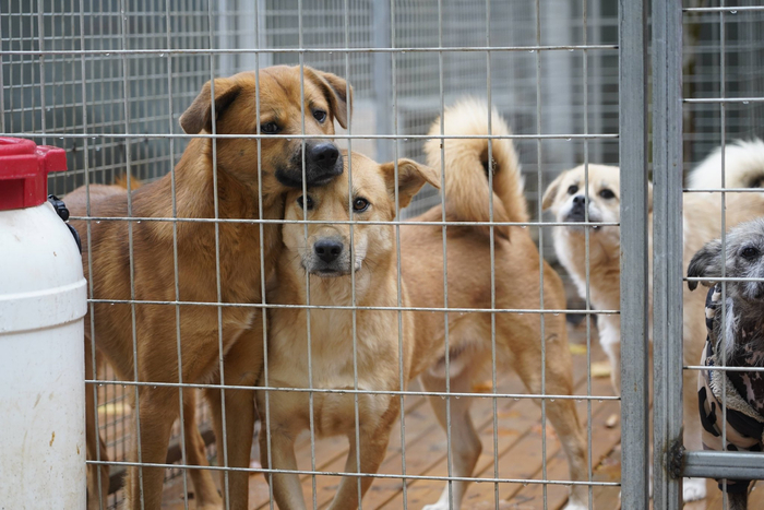 北京太大犬流浪狗宠物服务中心救养的狗。新京报记者 丛之翔 摄