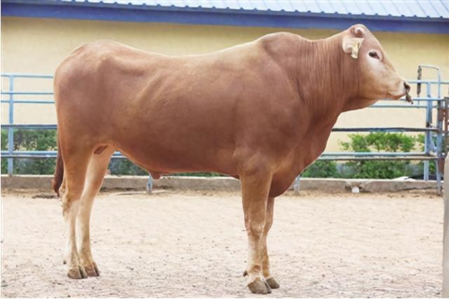 南阳名品丨南阳黄牛:国字号带出致富"牛"路子|南阳牛|南阳市_新浪新闻