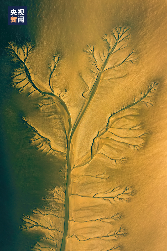 △“潮汐森林”肩负潮滩湿地与外海间的物质、营养、能量交换，滋养着各种浅海和海滩生命。