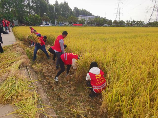 草地變稻田 番禺區石基供銷社低湧水稻種植基地晚稻__