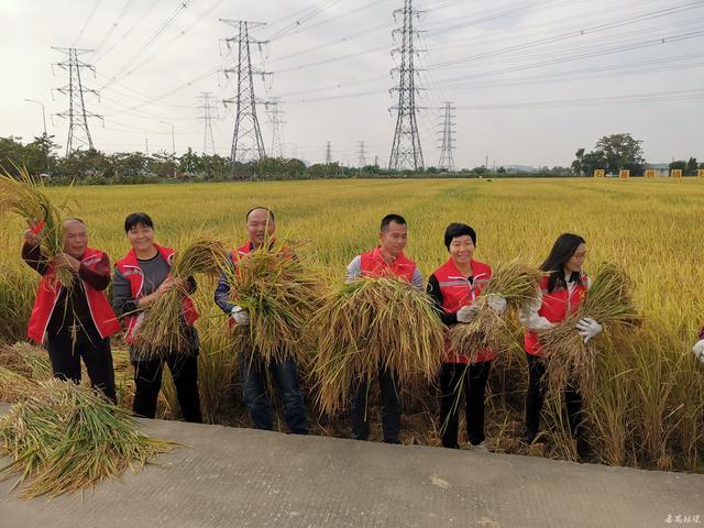 草地變稻田 番禺區石基供銷社低湧水稻種植基地晚稻__