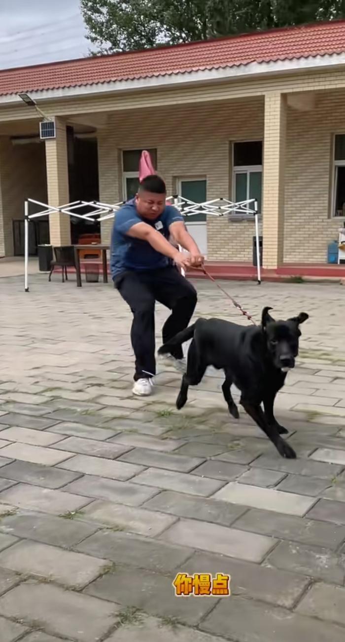 国度一级驯犬师冯磊在演示大型犬爆冲场景。受访者供图