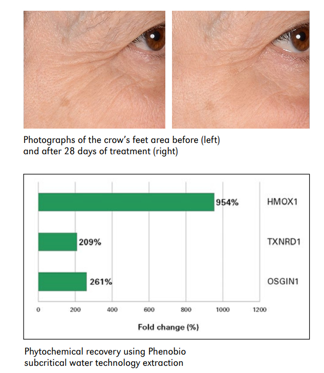 Stevisse 的最新测试结果
