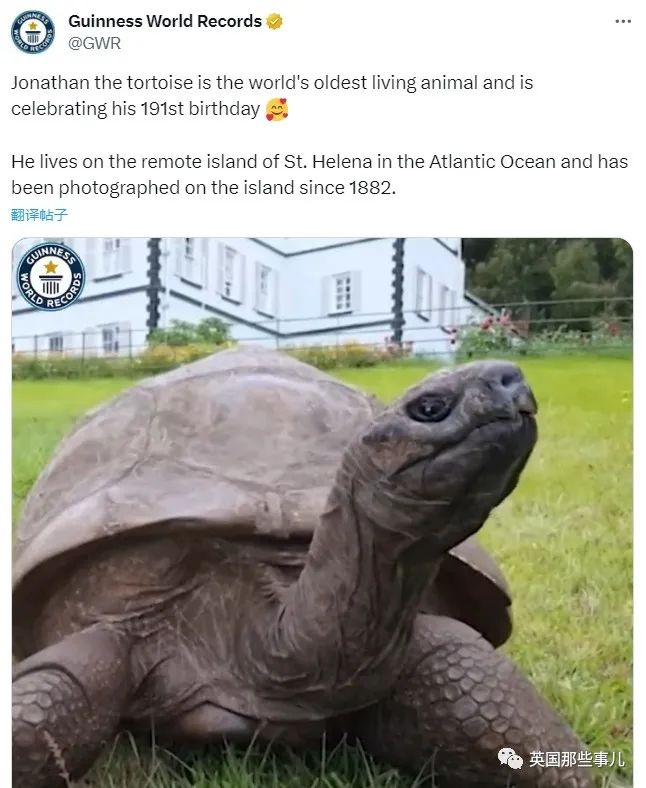 世上最老乌龟过191岁生日！出生时邮票电话还没发明，看着人类长大的！|乌龟_新浪新闻