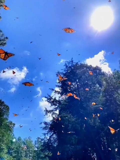 被人艾特看漫天飞舞的蝴蝶真是一件十分幸福且好运的事