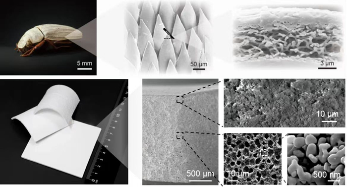 白色甲虫Cyphochilus（上）与制冷陶瓷（下） 图片来源：创冷科技本次发表于《Science》的论文