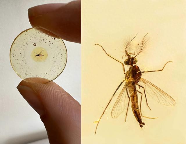 About 130 million years ago!Scientists discover the oldest mosquitoes known
