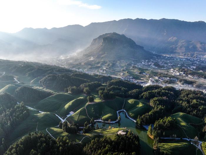 湖北鶴峰鄉村茶園振興新畫卷