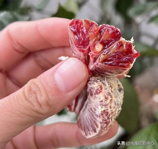 出圈的则是被称为象山紫美人的媛红椪柑,又名黑美人.