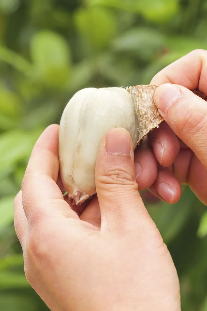不过能这样剥出饱满果肉的都可以放心吃