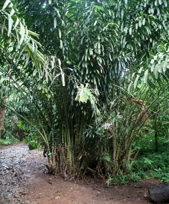 蛇皮果植株 图源：commons.wikimedia.org