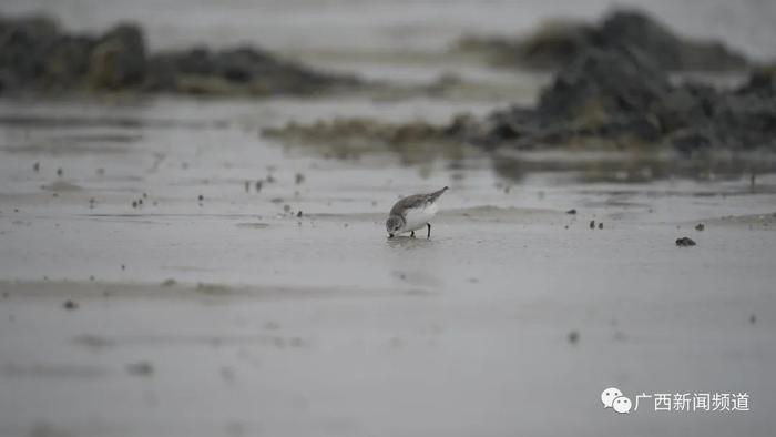 北海濱海國家溼地公園再次發現勺嘴鷸