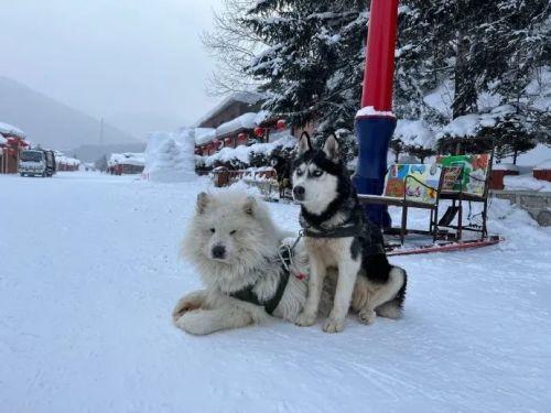 雪橇狗狗拉人很多人也因此看到了商机不少人去旅游都会体验冰雪项目