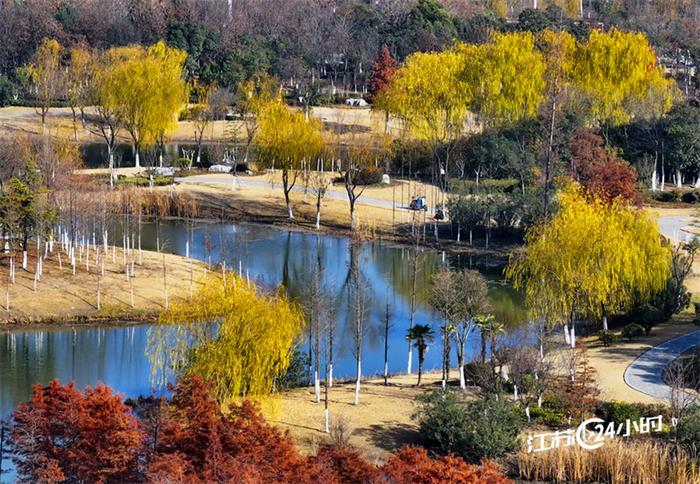 徐州:森林公园冬景如画