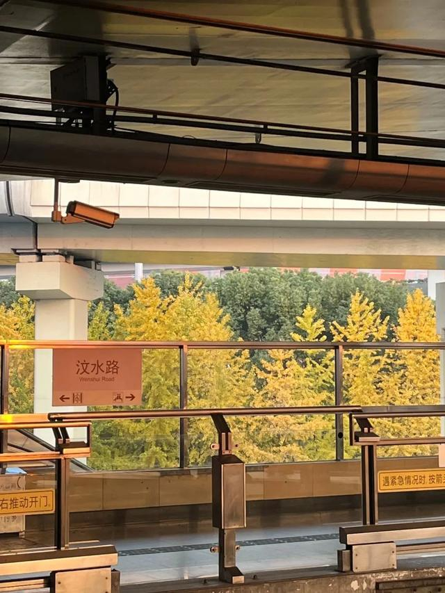 轨道交通1号线汶水路站,"醉美银杏车站"踏上一场"赏金之旅"吧!