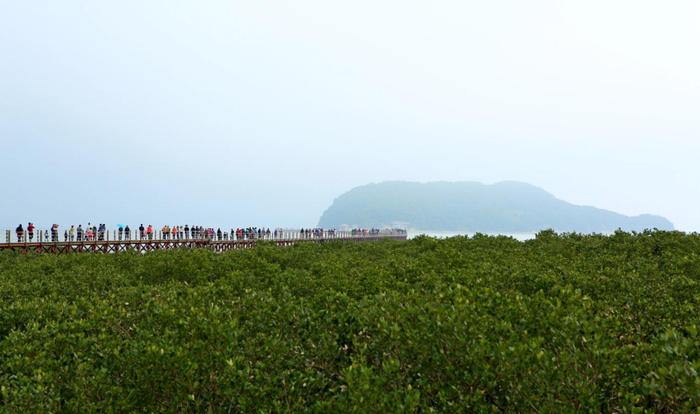 【吾乡吾土】老鼠山下湿地公园|红树林|湿地|阳江市_新浪新闻