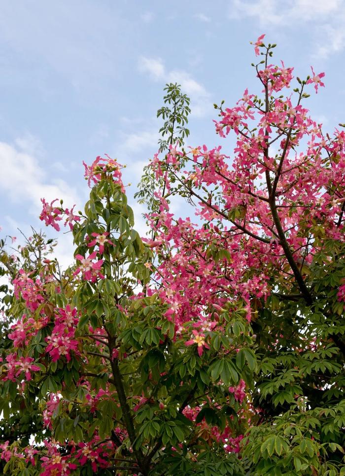 寒冬奇花——美丽异木棉