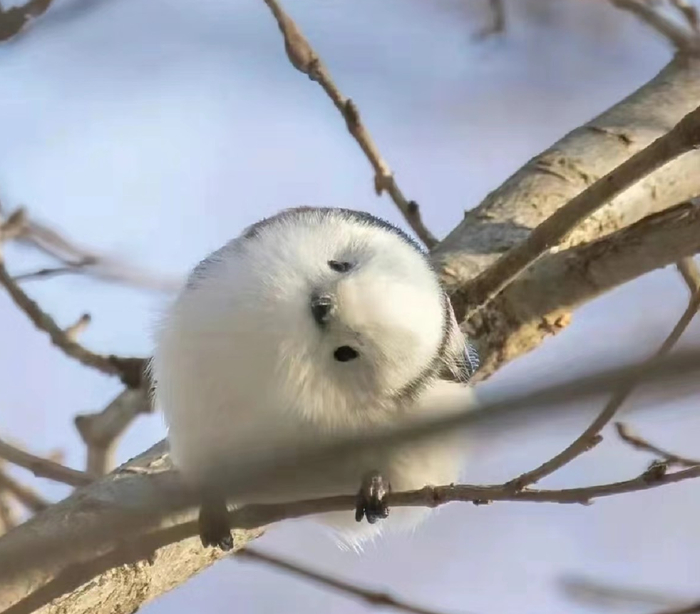 图源：可爱治愈一切