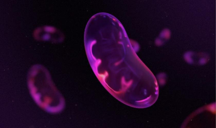 线粒体示意图，图片来自MitoQ