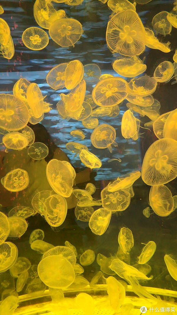 水母之美,让你瞬间爱上这个世界!