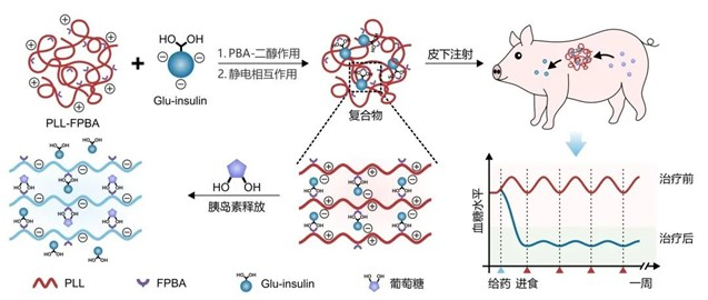 复合物形成与胰岛素糖响应释放示意图。 科研团队供图