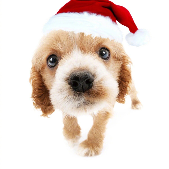 圣诞小萌物头像 拉上好朋友一起用叭|萌物|圣诞|头像_新浪新闻