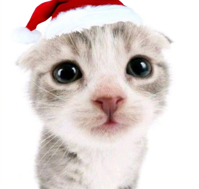 圣诞小萌物头像 拉上好朋友一起用叭|萌物|圣诞|头像_新浪新闻