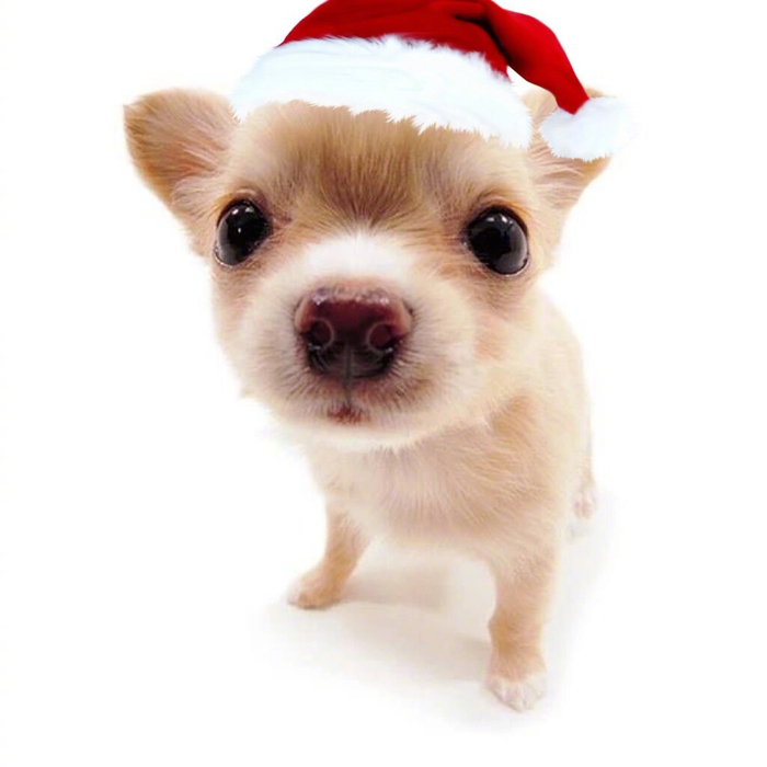 圣诞小萌物头像 拉上好朋友一起用叭|萌物|圣诞|头像_新浪新闻