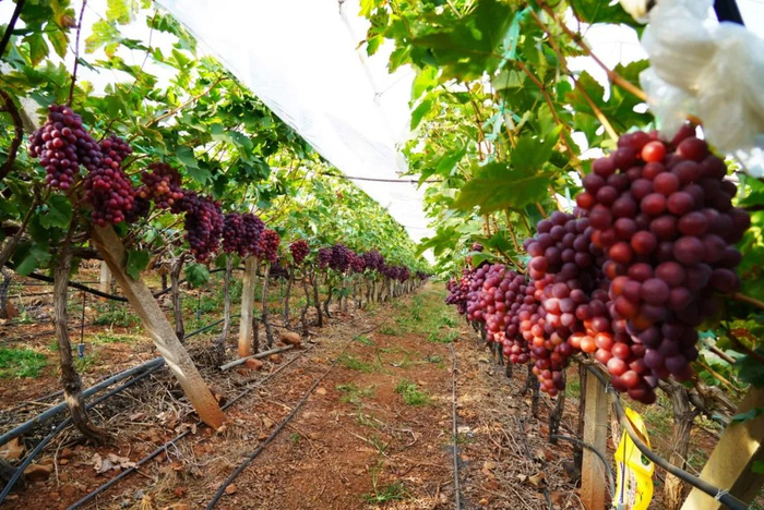 宾川金牛镇错季葡萄成"香饽饽"|宾川_新浪新闻