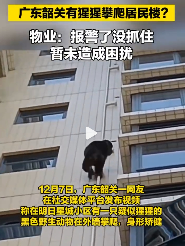 疑似“猩猩”爬墙。（图/视频截图）