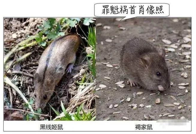 一地疾控緊急提醒→|感冒|疾控|新冠肺炎_新浪新聞