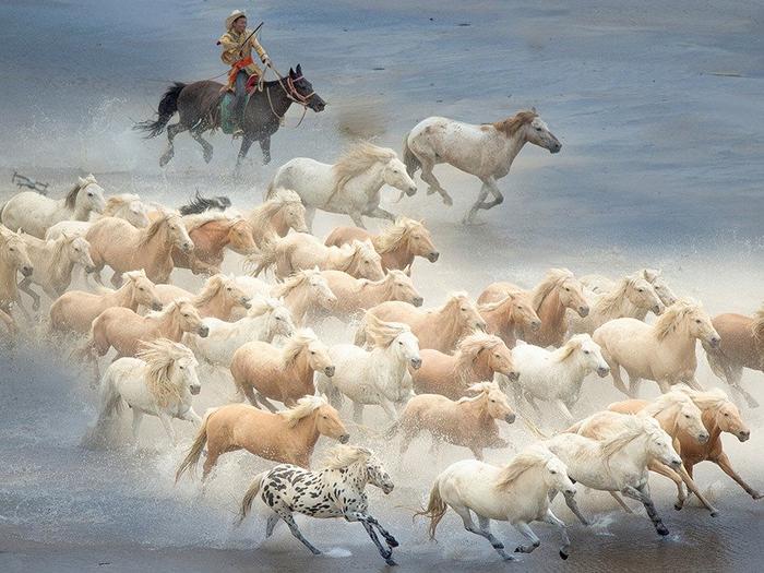 蒙古马摄影作品图片