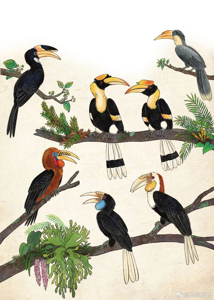 景颇族女插画师让德宏犀鸟潮出圈|插画师|云南省_新浪新闻