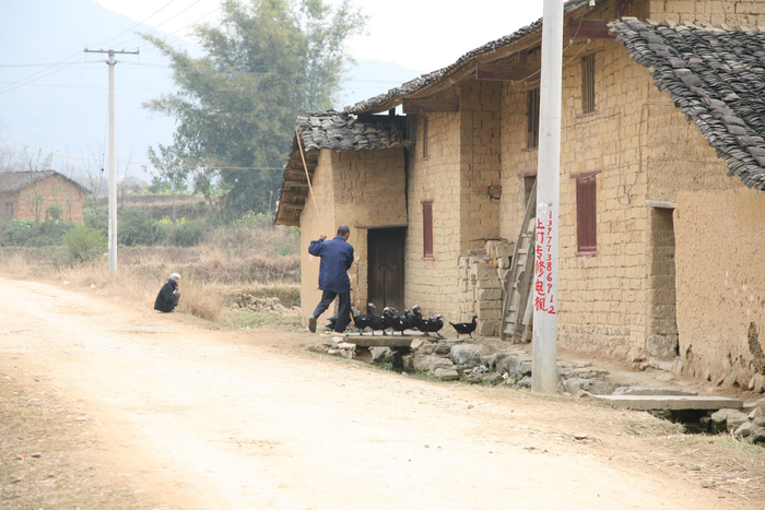 罗善学在放鸭。