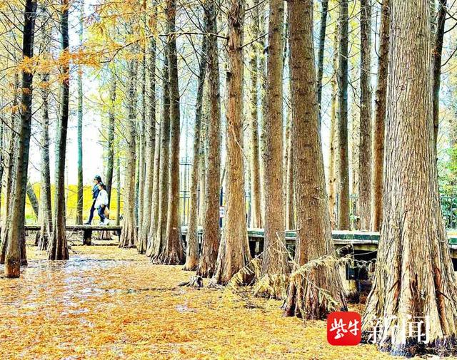 镇江金山湖:湖光"杉"色醉游人|镇江市_新浪新闻